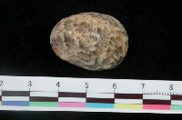 藏品(玉女蜑螺)的圖片